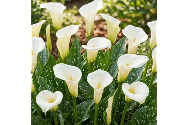 Bulbes de Lys Calla White Passion - Zantedeschia Lys Bulbes - 5 Bulbes de Fleurs à Planter Extérieur - Naturelle Plantes de Hollande pour Jardin, Pot et Balcon (pas de graines, non artificielle)
