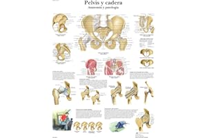 3B Scientific VR3172L Impreso En Papel, Pelvis y Cadera, Anatomía y Patología