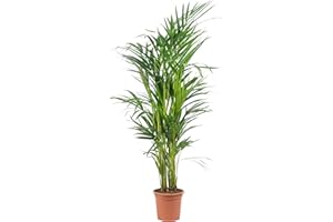 Palmera de frutos de oro, planta de interior real, Areca Dypsis Lutescens, altura aproximada de 85 cm, diámetro de la maceta 