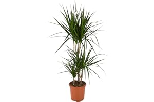 BloomPost Dracaena Marginata - 90-100 cm Indoor Plant - Low Maintenance House Plant - Easy to Grow Home Office Plants - Next Day Free UK Delivery - Pot Not Included