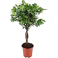 Pianta d'appartamento da Botanicly – Pianta della Gomma – Altezza: 70 cm – Ficus elastica