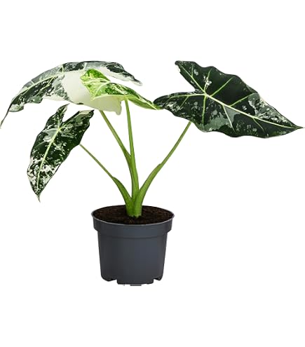 NatureHolic Zimmerpflanze Anthurium Queen of Hearts - tropische  Blattschmuckpflanze - groe dunkelgrne herzfrmige Bltter - Pflegeleichte  echte Pflanze : Amazon.de: Garten
