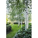 Betulla bianca alba "Betula pendula" h.125/150 cm Vivaio di Castelletto