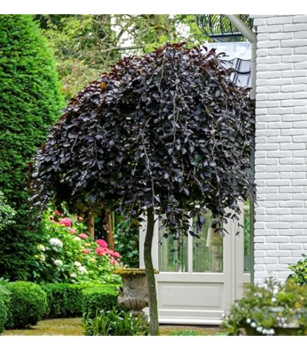 Blutbuche Swat Magret 60-80cm - Fagus sylvatica - lebende Gartenpflanze aus  den Baumschulen : Amazon.de: Garten