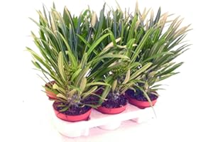 Exotenherz - Pachypodium lameri - Véritable palmier Madagascar - Pot de 12cm