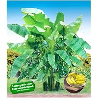 BALDUR Garten Winterharte Bananen 'grün', 1 Pflanze Faserbanane Bananenbaum Musa basjoo Bananenpflanze