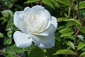 Vannucci Piante - Rosa vera a cespuglio in vaso. Pianta da balcone con bellissime colorazioni! (Bianco)