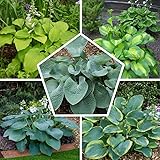 5 x Hosta Funkie Pflanzen Kollektion Mix | 5 Sorten | Große Funkien Winterharte Nacktwurzel Pflanzen/Stauden aus Holland (kei