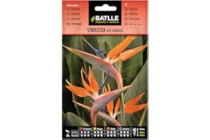 SEMILLAS BATLLE Batlle – Semi di Fiori – Strelitzia Uccello del Paradiso