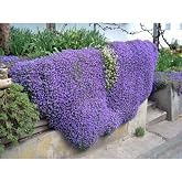 My Seed World 10 Purple Color Sagging Obrizya Flower Seeds