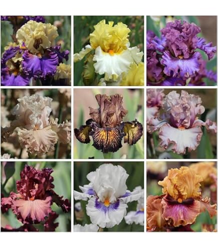 Bulbi Dell'Iride-Iris Bulbi,Iris Bulbi Rifiorente,Bulbi Da