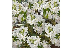 YouGarden - Nerium Oleander Established Plant in 15cm Pot with White Flowers