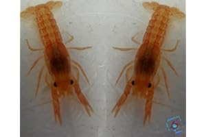 Topbilliger Tiere Orangfarbiger Zwergflusskrebs - Cambarellus patzcuarensis - CPO - Pärchen 1x