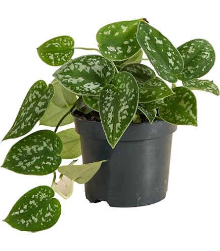 Efeutute Ampel 50-70 cm lnge Epipremnum aureum Zimmerpflanze : Amazon.de:  Garten
