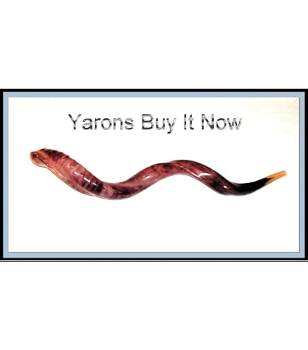Shofar Yemenite Kudu Horn Polished 20-23" - Corne De Bélier Kosher Authentique De Jérusalem