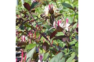 AZIENDA AGRICOLA TEMPESTI STEFANIA Lonicera Japonica Chinensis, Caprifoglio, confezione da 2 piante, altezza 120/140 cm, vaso Ø16