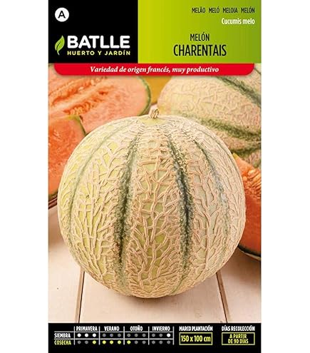 Semi Di Mais Dolce Golden Bantam Batlle - Confezione Da 10g, Per Orto E Giardino - Foto 6