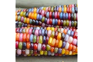 MITAIYAU 1 sac (50 graines incluses), graines de maïs en verre coloré sans OGM, graines de maïs pour botaniste, graines de maïs de couleurs mélangées