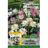 5 Adet Lotus/Nil&uuml;fer &Ccedil;i&ccedil;ek Tohumu