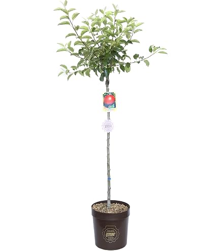 Castanea Sativa Bouche De Betizac - Castagno Marrone - Vendita Online