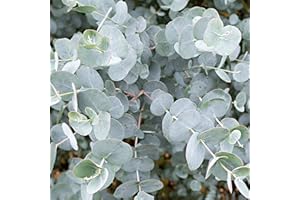 Carbeth Plants Eucalyptus Plant - Real Eucalyptus 'Gunnii' in 9cm Pot Ready to Plant - Aromatic Foliage - Outdoor Evergreen Shrub