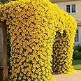 WYNORG Cat's Claw Creeper Plant - Fast Growing Yellow Flowering Vine, Outdoor Climber for Wall and Fence, Trellises, Pergola, Balcony & Fence | Macfadyena unguis-cati | Outdoor Vertical Garden Plant