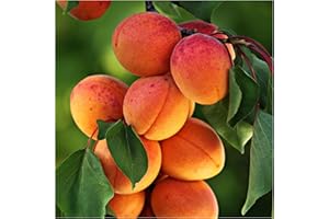 Apricot Tree 'Bergeron' / Prunus armeniaca 'Bergeron' 4-5ft, Bare Root. 3fatpigs®