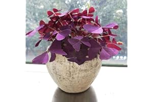 TOYHEART 100 Stück Premium Gemüsesamen, Kleeblattsamen Frisches Desktop-Dekor Lila Klee Bonsai Sämlinge Für Den Garten Lila