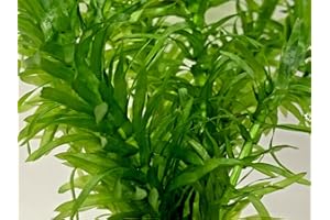 BIOTOPE AQUATICS LTD Elodea Densa 5 Stems Oxygenating Live Pond Tropical Aquarium Plant 1 Weight Free