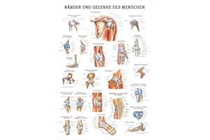 RÜDIGER Sport-Tec Bänder und Gelenke Lehrtafel Anatomie 100x70 cm medizinische Lehrmittel