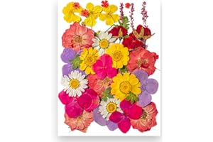YoothBro Flores prensadas secas para moldes de resina, flores prensadas naturales reales para manualidades, fabricación de velas, decoración de uñas, fabricación de jabón, fundas para teléfonos