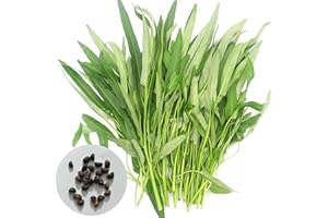 SPIRWORCHLAN 200pcs Seeds Natural Non-Hybrid Green Eco-Friendly Water Spinach Seeds for Window - Water Spinach Seeds - Flower Seeds Vegetable Seeds Fruit Seeds Garden Plant Seeds