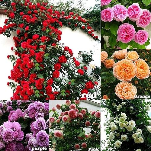 QENIOS Climbing Rose Flower Seeds | Rose Seeds for Home Gardening | Non-GMO Rose Seeds | Easy to Grow for Balcony, Terrace & Garden Trellis hand-selected seeds with 85–90% germination rate (100 SEED)