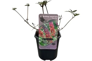 GREEN BOUTIQ GreenboutiQ - Buisson à Papillons - Buddleja davidii Flower Power - Fleur Orange Violet - 1 Plante - Caduc - Attire les Papillons - Pot 17cm Hauteur 30cm