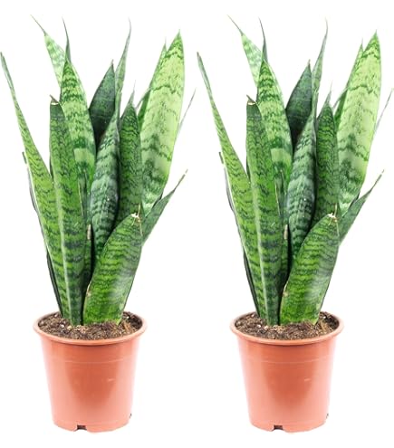 Sansevieria Trifasciata (Lingua Di Suocera) In Vaso 19cm - Altezza Totale 55-65cm
