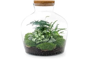 URBANJNGL Terrarium végétal - Fat Joe Green - Ecosystème végétal -↑30 cm - Jardin en Bouteille - Bricolage - Kit de Bricolage - Ensemble Complet de Terrarium - Mini écosystème avec Plantes en Bouteille