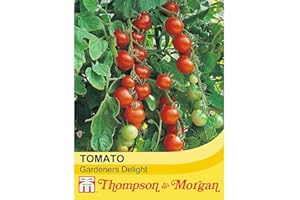 Thompson & Morgan - Vegetables - Tomato Gardeners Delight - 50 Seed