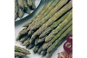 PRETTY WILD SEEDS Vegetable Seeds 60+ Varieties Carrot Pumpkin Cabbage Pea Tomato SWEETCORN Bean Turnip Swde Brussel Onion Cauliflower Fennel Beetroot Herbs (Asparagus Connovers Colossal)