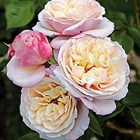 Kordes Rosen Herkules Strauchrose, zart lavendel bis reinweiß, 12 x 12 x 40 cm