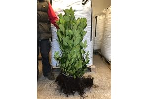 SUNNYSIDE NURSERIES 10 Cherry Laurel Hedging 2-3ft Evergreen Plants Bare Root Multi Stem A+ Grade