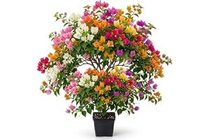 Live Multicolor Bougainvillea Plant | Mixed Color Flowering Outdoor Plant | Healthy Live Plant in 3 Inch Black Nursery Pot | Home Garden, Balcony & Terrace Decoration RooxyGrow