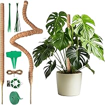 arboricola plant Arboricola main image 0