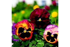 Carbeth Plants Pansy 20 Pack Bedding Plants - Colourful Hardy Garden Flowers for Borders, Pots & Hanging Baskets - Long Lasting Blooms for Autumn, Winter & Spring Displays (Rose Surprise)