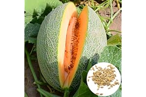 Benoon Semillas De Melón, 1 Bolsa Semillas De Melón Semillas Dulces Y Jugosas Semillas De Frutas Naturales Para Huerto Semillas de melón