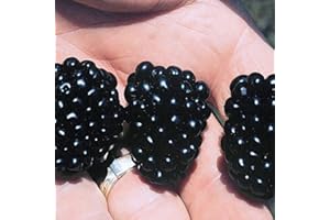 THOMPSON & MORGAN BlackBerry Fruit Bushes 'Apache' Large Thornless Blackberries Ready to Plant in Patio Pots for Containers Fruit Bush Garden Plants Self-Fertile Rubus fruticosis 1 x 9cm Pot by Thompson and Morgan