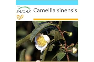 SAFLAX - Kit cadeau - Théier - 6 graines - Camelia sinensis