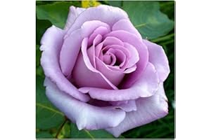 Rose Bare Root 'Blue Moon' Hybrid Tea Rose. by Growtanical®