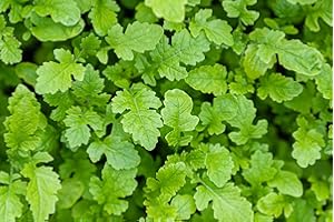 Just Seed - Green Manure - White Mustard Seed - 1kg - Bulk Pack