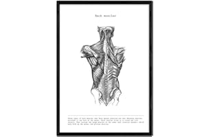 Nacnic Stampa artistica in Bianco e Nero, immagini del Corpo umano muscoli Della colonna vertebrale. Biologia con dettaglio. Medicina generale- Medico ospedali. Scienze. Poster di anatomia.