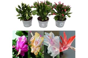 Carbeth Plants - Christmas Cactus 3 Plant Mix in 10cm Pots - Real Indoor Flowering Schlumbergera Cacti Houseplants - Live Christmas Gardening Gift Idea for Plant Lovers